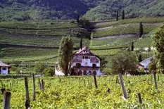 Weinsafari Südtirol