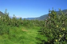 Veranstaltungen mit viel Genuss im August und September in Südtirol