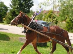 Reiten Südtirol