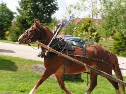 Reiten Südtirol