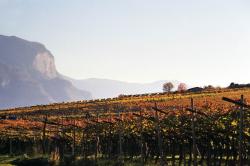 Das Traubenfest Meran ist weit über die Grenzen hinaus bekannt